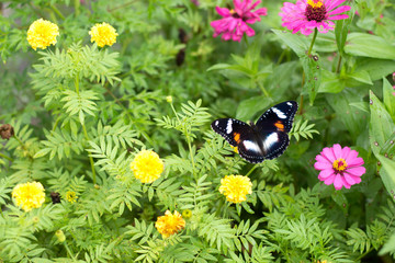 butterflies in a beautiful flower garden