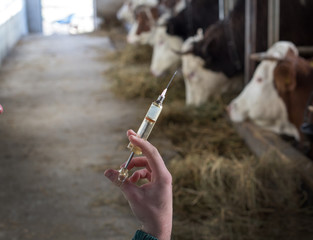 Veterinarian with injection for cows