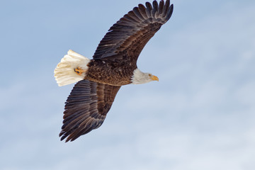 Flying Eagle