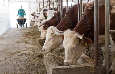 Farmer feeding cows in stable