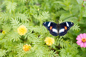 butterflies in a beautiful flower garden