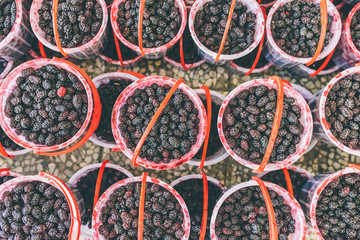 Berries Iran