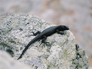 Sunbathing Lizard