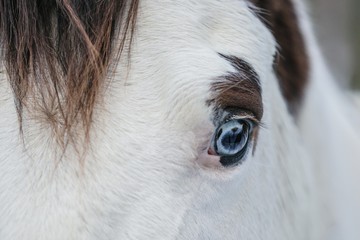 Detail of paint horse head with blue eye, white and brown fur, mane on forehead