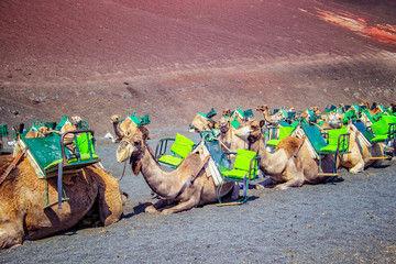 Camels are lying in line in Timanfaya National Park, Lanzarote,