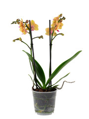 Naklejka na ściany i meble orange orchid in pot isolated on white background