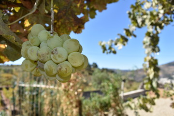 grape