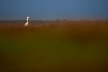 Great Egret in the Marsh