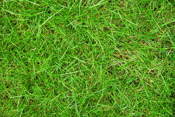 beautiful green grass outdoors in a park background