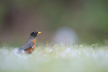 Robin on the Ground