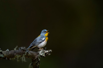 Spotlight Singing Northern Parula