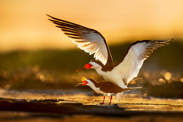 Black Skimmers Mating