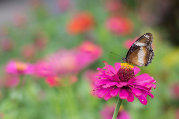 butterflies in a beautiful flower garden