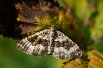 Schmetterlinge Deutschland - Labkrautspanner