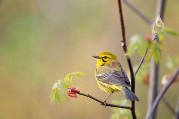 Prairie Warbler Look Back