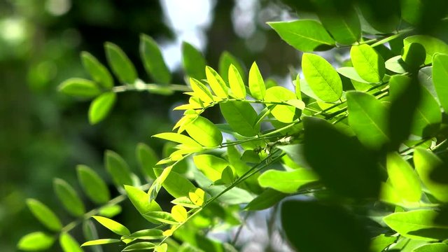 Close up of acacia leaves green background with sun. Nature, freshness with slow wind an bokeh