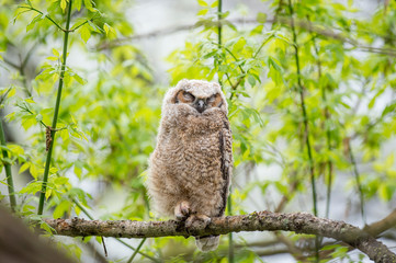 Sleepy Owlet