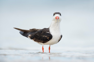 Black Skimmer Head-on Portrait
