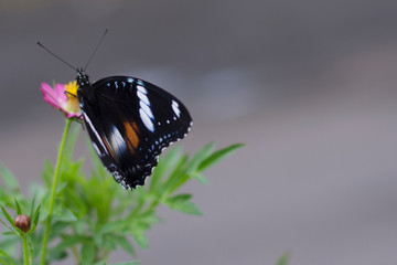 butterflies in a beautiful flower garden