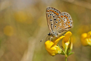 Schmetterling Deutschlands - Himmelblauer Bläuling