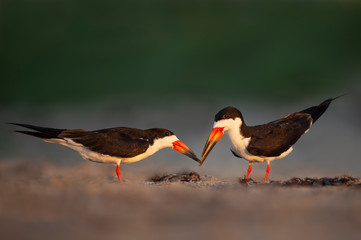 Black Skimmer Beaks Touching
