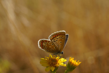 Schmetterling Deutschlands - Himmelblauer Bläuling