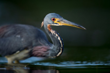 Tricolored Heron Red Eye