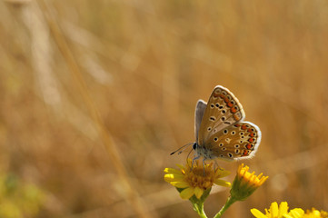 Schmetterling Deutschlands - Himmelblauer Bläuling