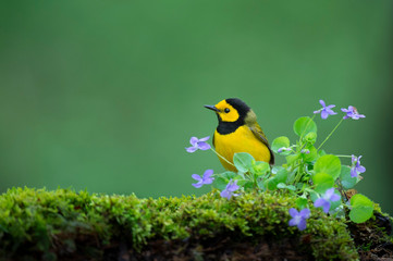 Hooded Warbler with Flowers
