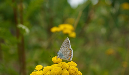 Schmetterling Deutschlands - Himmelblauer Bläuling
