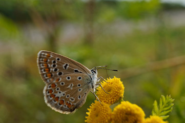 Schmetterling Deutschlands - Himmelblauer Bläuling