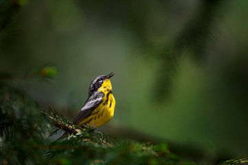Magnolia Warbler