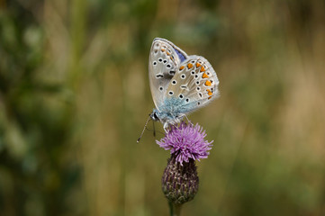 Schmetterling Deutschlands - Himmelblauer Bläuling