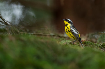 Naklejka premium Magnolia Warbler Portrait