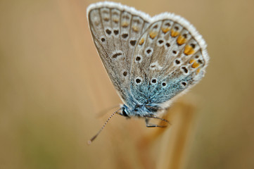 Schmetterling Deutschlands - Himmelblauer Bläuling