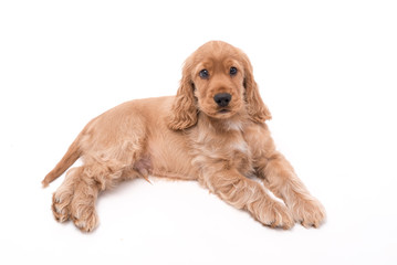 10 Week Old Cocker Spaniel Photoshoot