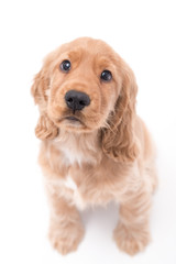 10 Week Old Cocker Spaniel Photoshoot