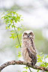 Staring Owlet