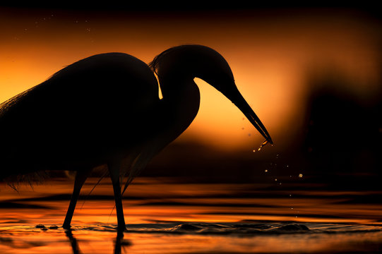 Sunrise with a Snowy Egret