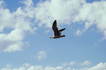 An elegant flight of a bird over the sea in morocco in summer