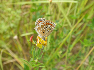 Schmetterling Deutschlands - Himmelblauer Bläuling