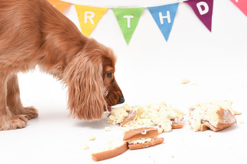 1 Year Old Cocker Spaniel Cake Smash