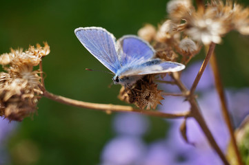 Schmetterling Deutschlands - Himmelblauer Bläuling