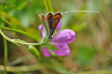 Schmetterling Deutschlands - Himmelblauer Bläuling