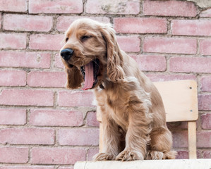 3 Month Old Cocker Spaniel Sitting on wooden chair