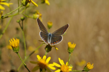 Fototapeta premium Schmetterling Deutschlands - Himmelblauer Bläuling