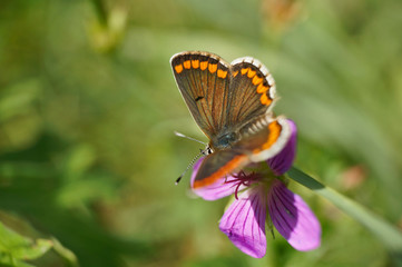 Schmetterling Deutschlands - Himmelblauer Bläuling