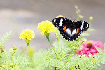 butterflies in a beautiful flower garden