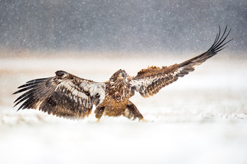 Landing Juvenile Bald Eagle