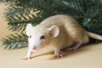 The rat is a symbol Of the new year 2020. Decorative Rat breed Husky sits on the branches of an artificial Christmas tree